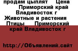 продам цыплят  › Цена ­ 140 - Приморский край, Владивосток г. Животные и растения » Птицы   . Приморский край,Владивосток г.